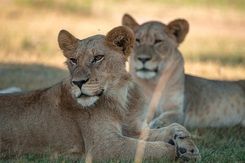 Safari di un giorno nella natura di AkageraLand Cruiser (non a tetto aperto)