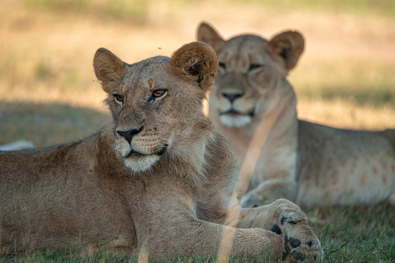 Safari de un día por la fauna de AkageraLand Cruiser (No open-r),Barco