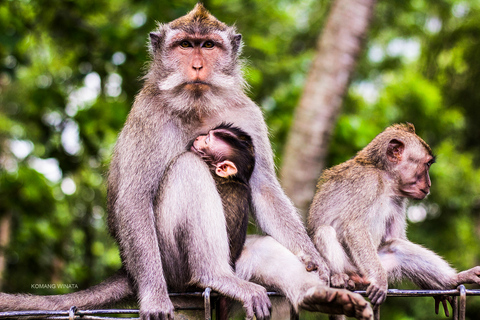 Ubud: Privat rundtur i vattenfall, risterrasser och apskogPrivat tur av Ubud med lunch