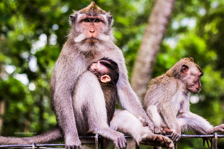 Ubud: Cachoeira, terraços de arroz e floresta de macacos Tour particularExcursão a Ubud com Almoço