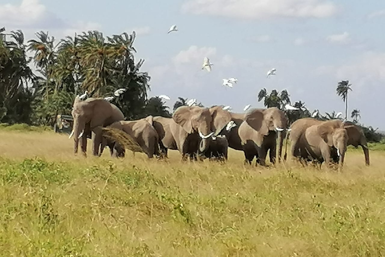 3-daagse Maasai Mara-reis