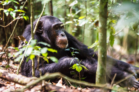 Oeganda: 9-daagse safari met wilde dieren, chimpansees en gorilla&#039;s in het middensegment