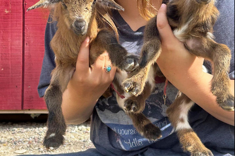Goat Yoga Near Glacier National Park