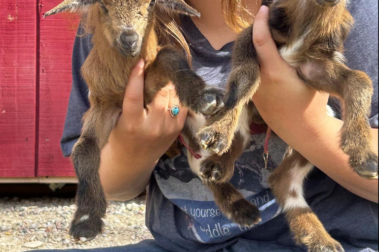 Goat Yoga Near Glacier National Park