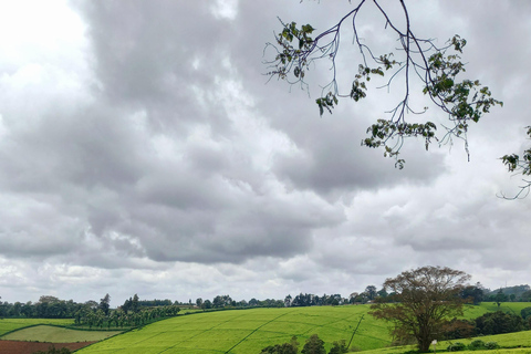 Nairobi: excursão de meio dia a uma fazenda de chá com almoço e degustação de chá.Nairóbi: Passeio de meio dia para tomar chá com almoço e degustação de chá.