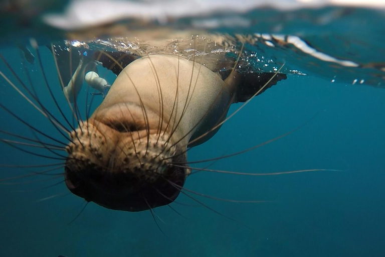 Española Island Day Trip with Snorkeling