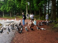 Terceira Island, Algar do Carvão - The Caves Tour - Housity