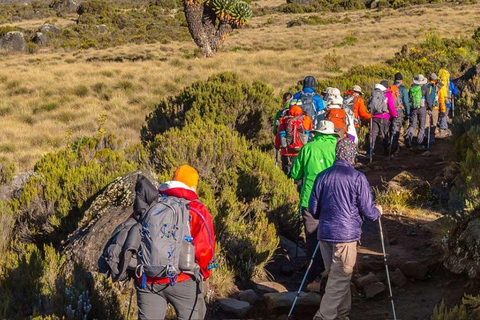 Moshi : Excursion d&#039;une journée sur le plateau de Shira avec randonnée et route panoramique