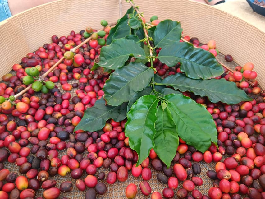 Red and green coffee cherries with leaves in a basket