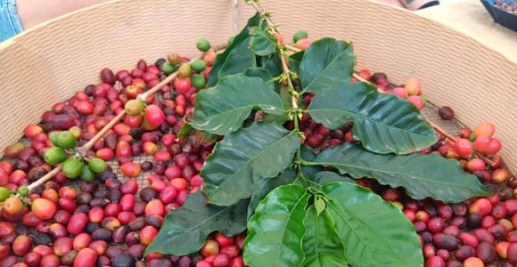 Finca Los Castaños: Agaete Valley Coffee Tour & Tasting