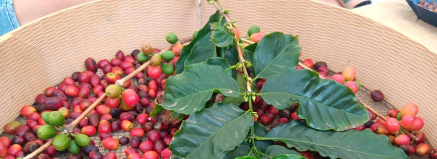 Finca Los Castaños : visite et dégustation de café dans la vallée d'Agaete