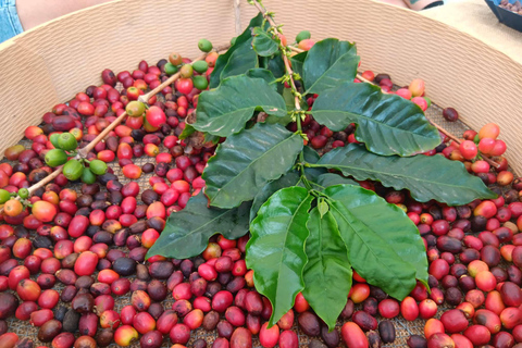 Finca Los Castaños: koffietour en proeverij in de Agaete-vallei