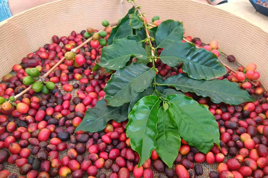 Finca Los Castaños: Kaffeetour & Verkostung im Agaete-Tal. Foto: GetYourGuide