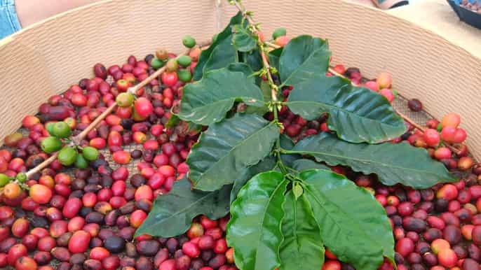 Finca Los Castaños: Tour y degustación de café en el valle de Agaete