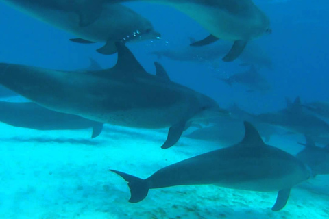 Mnemba Schnorcheln und Schwimmen mit Delfinen