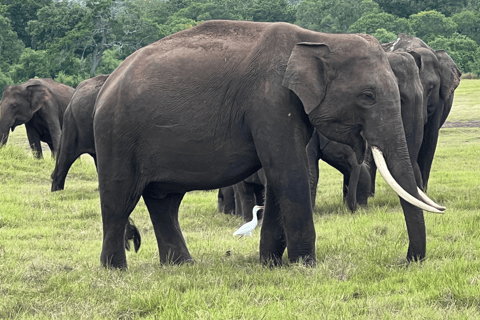 Tour delle rocce di Sigiriya e safari in jeep a Minneriya Sri Lanka