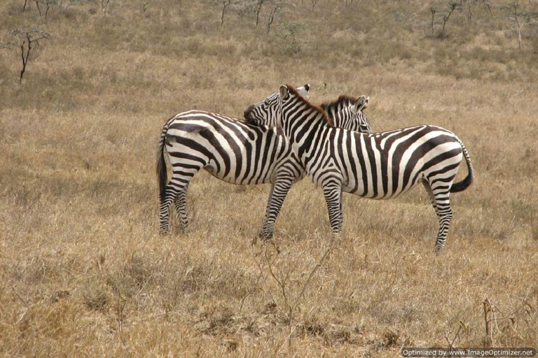 Nairobi: Hell&#039;s Gate National Park och Lake Naivasha Dag ...