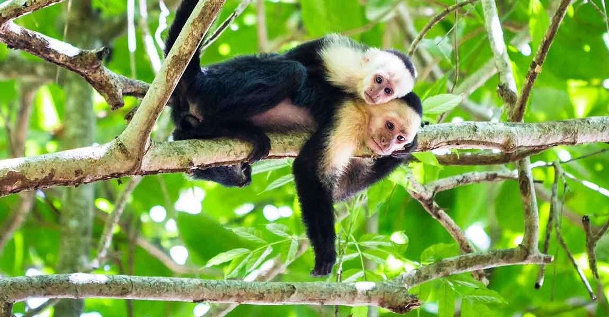 Tortuguero, Day walk in Tortuguero National Park - Housity