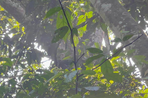 Excursion d&#039;une journée au lac Bunyonyi et dans la forêt de Kalinzu pour un trekking avec les chimpanzés