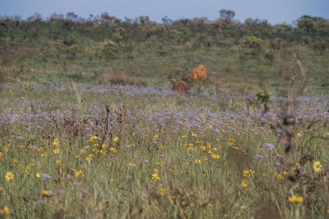 From São Paulo: 5-Day Serra da Canastra Wildlife Safari