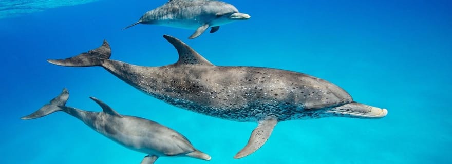 Visite des dauphins et baignade des tortues à Kizimkazi