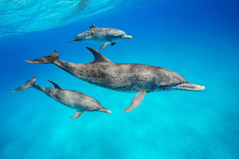 Passeio com golfinhos e nado com tartarugas em KizimkaziPasseio de golfinhos e natação de tartarugas em kizimkazi