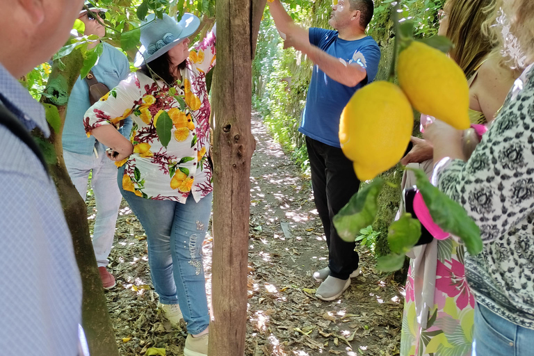 Vietri & Pompeii Private Day Trip with Lunch in a Lemon Farm