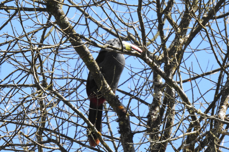 Cuenca: Birdwatching Tour in Cajas National Park with an expert guide Cuenca: Birdwatching Tour in Cajas National Park with an Expert Guide