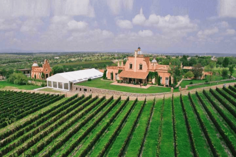 León: Tour Viñedo Tierra de Luz com degustação de vinhos