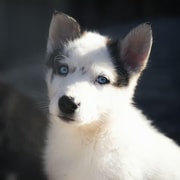 Tromsø: Self-Drive Dog-Sledding and Snowmobile Experience