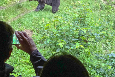 Brasov: Björnskådning i det vilda (från ett gömställe)