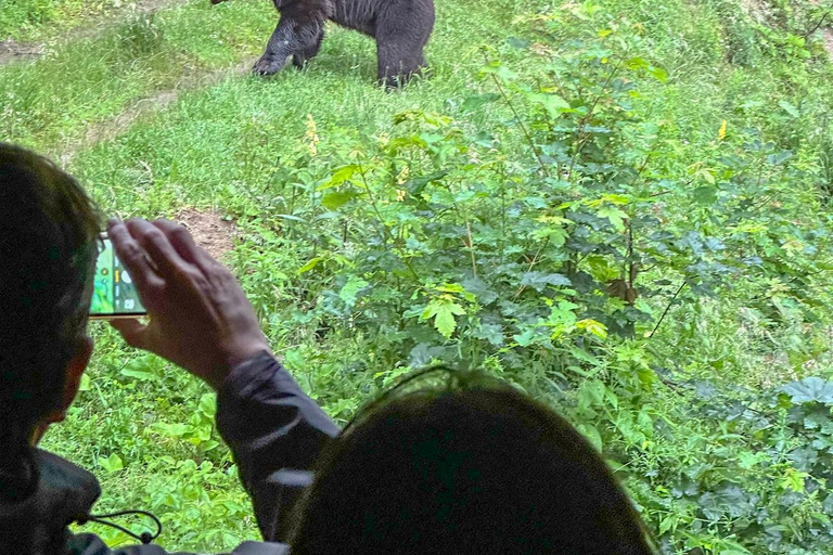 Brasov: Björnskådning i det vilda (från ett gömställe)