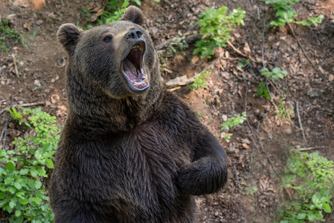 Brașov Bear Sanctuary Tour, Private group with Entry Ticket