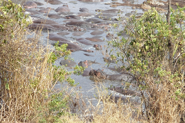 Tanzania: Safari di 3 giorni all&#039;ultimo minuto con alloggio