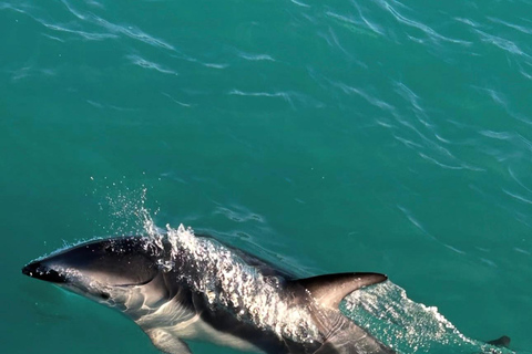 Lyttelton Port: Day Tour 3 options for Cruise Passengers Kaikoura Whale Watching Return Day Tour