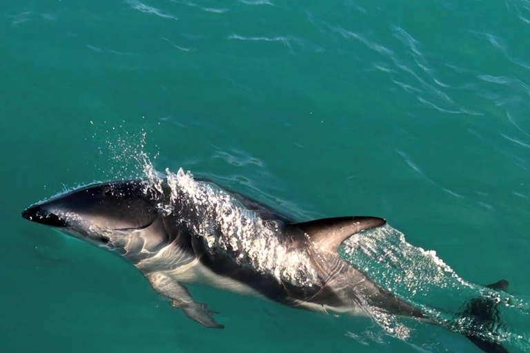 Lyttelton Port: Day Tour 3 options for Cruise Passengers Kaikoura Whale Watching Return Day Tour