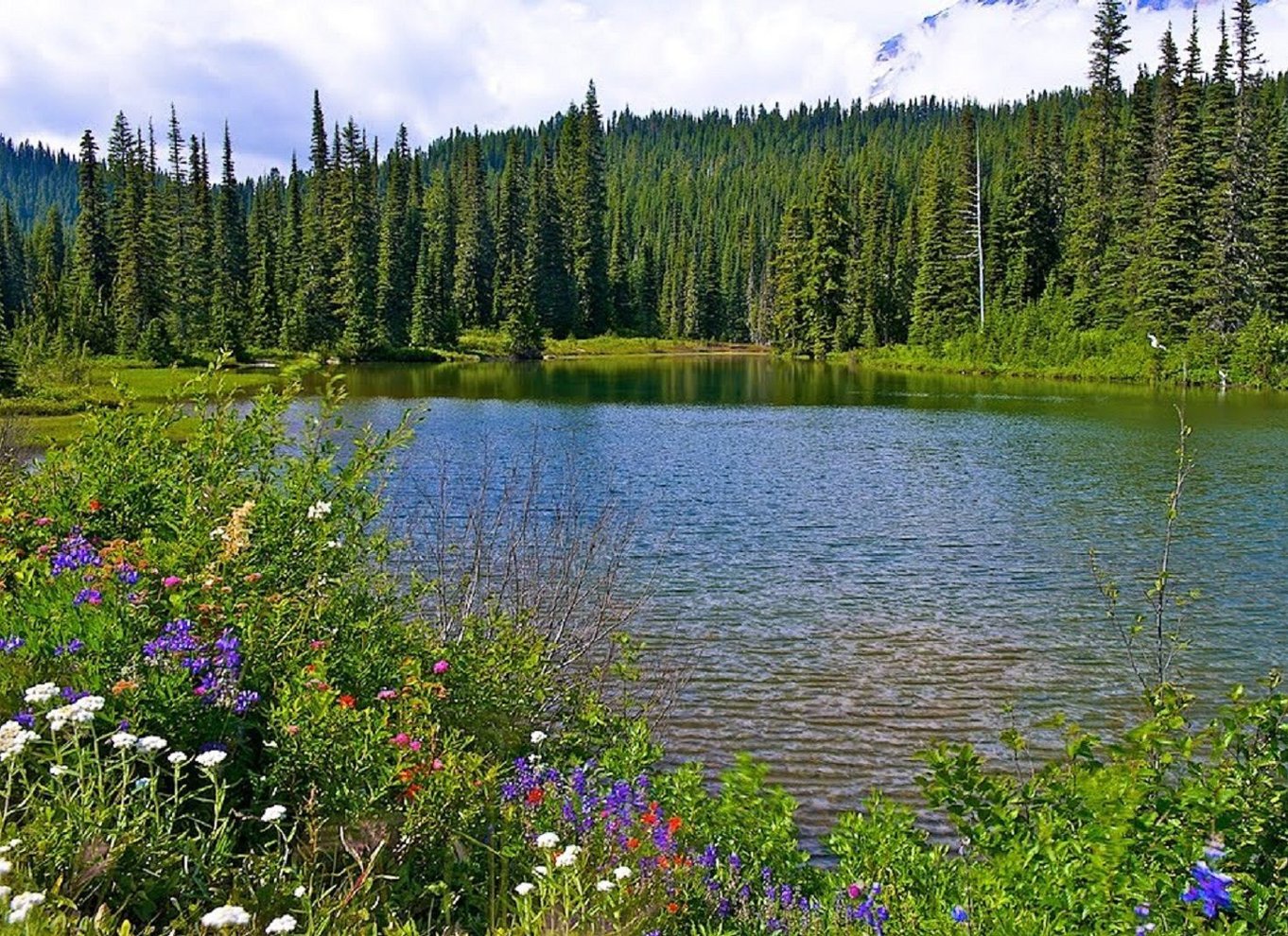 Seattle: Mount Rainier Park All-Inclusive tur med en lille gruppe