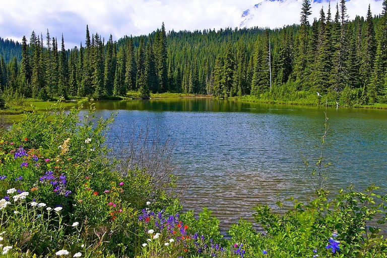 Seattle: Mount Rainier Park All-Inclusive Small Group Tour