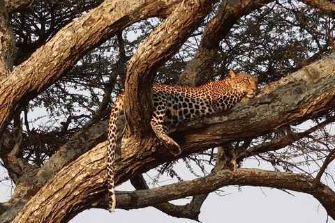 Arusha: 9-Day Photographic Camping Safari