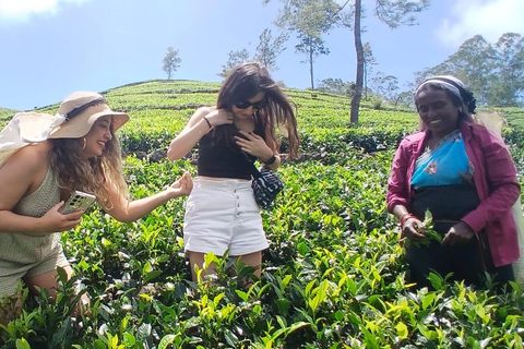 ELLA Lipton Seat Tea Test & Pluck 9Arch, Waterfalls, & Food Lipton's Seat, Little Adam Peak, 9 Arch, Ravana Waterfalls