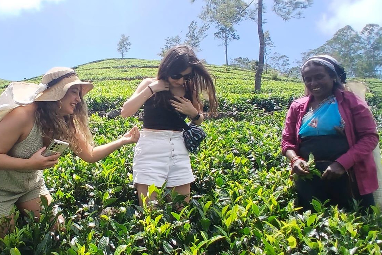 ELLA Lipton Seat Tea Test & Pluck 9Arch, Waterfalls, & Food Lipton's Seat, Little Adam Peak, 9 Arch, Ravana Waterfalls
