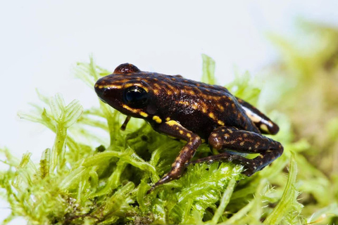 Quito: Mindo Cloud Forest 2-Day Tour with Meals & Hotel