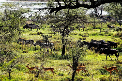 Z Zanzibaru: 1-dniowe safari Mikumi samolotem