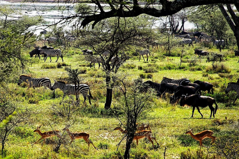 Z Zanzibaru: 1-dniowe safari Mikumi samolotem