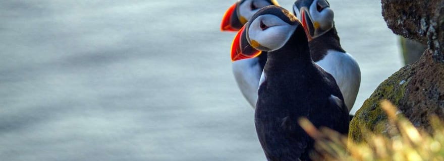 À la découverte des macareux : visite d'une demi-journée privée dans les Orcades