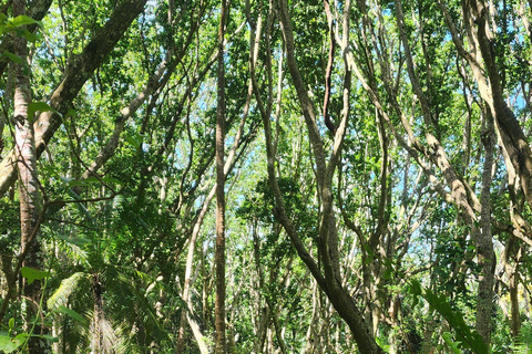 Zanzibar: tour guidato del Parco Nazionale della Foresta di Jozani