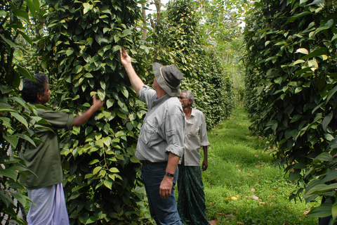 Kochi: 7-Day Kerala Private Tour with Houseboat Stay