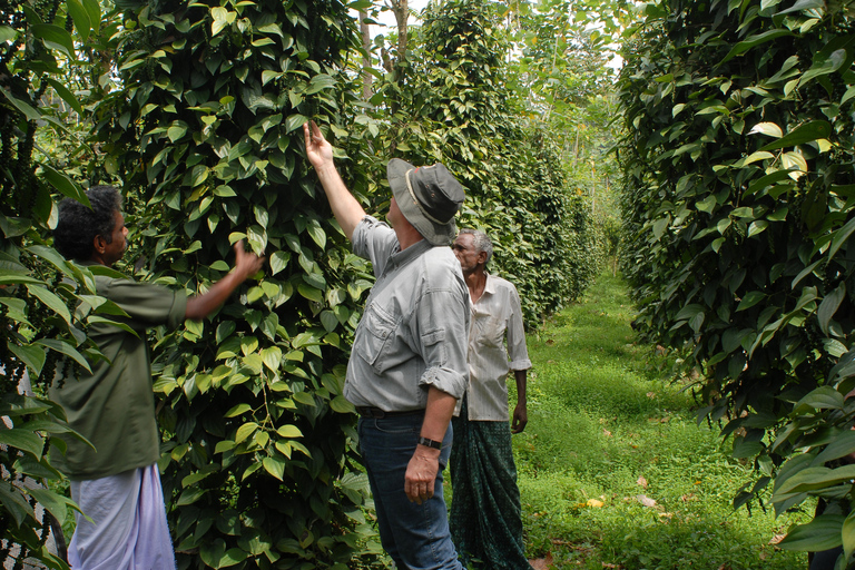 Kochi: 7-Day Kerala Private Tour with Houseboat Stay