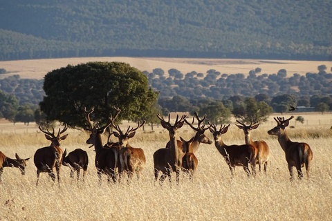 Cabañeros 4x4 Guided Safari + Mirror House Stay