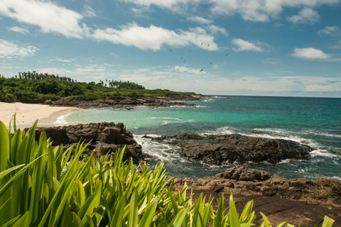 Pedasi: Whale Watching Tour + Isla Iguana